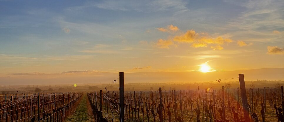 Sonnenuntergang über den Weinbergen der Pfalz Sonne steht tief über kahlen Rebzeilen, Himmel in Orange und Blau