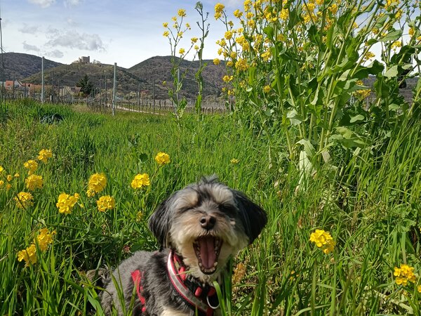 Dori in der Frühlingswiese am Weinberg bei Diedesfeld Hund Dori, klein und schwarz-weiß, gähnt in einer Wiese mit gelben Blüten, im Hintergrund Weinberge und Pfälzerwald